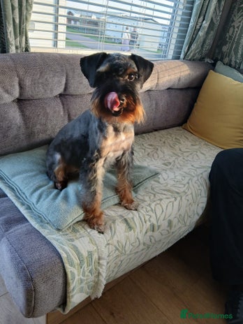 Schnoodle dogs RARE coloured mini schnoodle - Stud - Advert 1