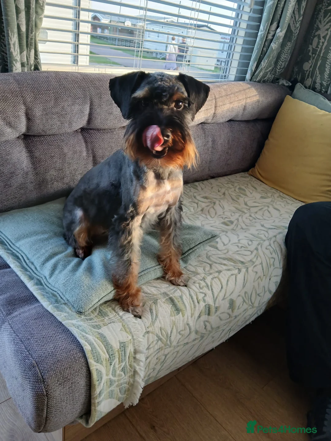 Schnoodle dogs for stud: RARE coloured mini schnoodle - Stud  - Advert 2