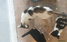 American Shorthair cats for sale: 2 American short wire hair kittens  - Image 6
