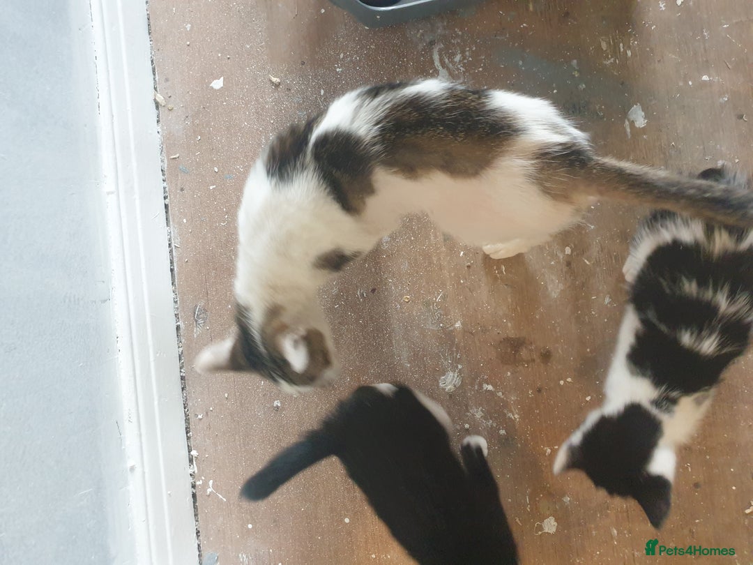 American Shorthair cats for sale: 2 American short wire hair kittens  - Image 6