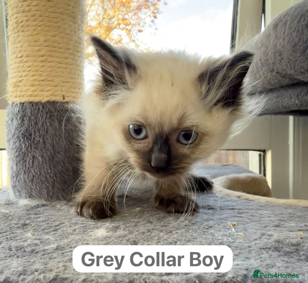 Ragdoll cats for sale: Gorgeous Championship Line Ragdoll kittens. - Image 8