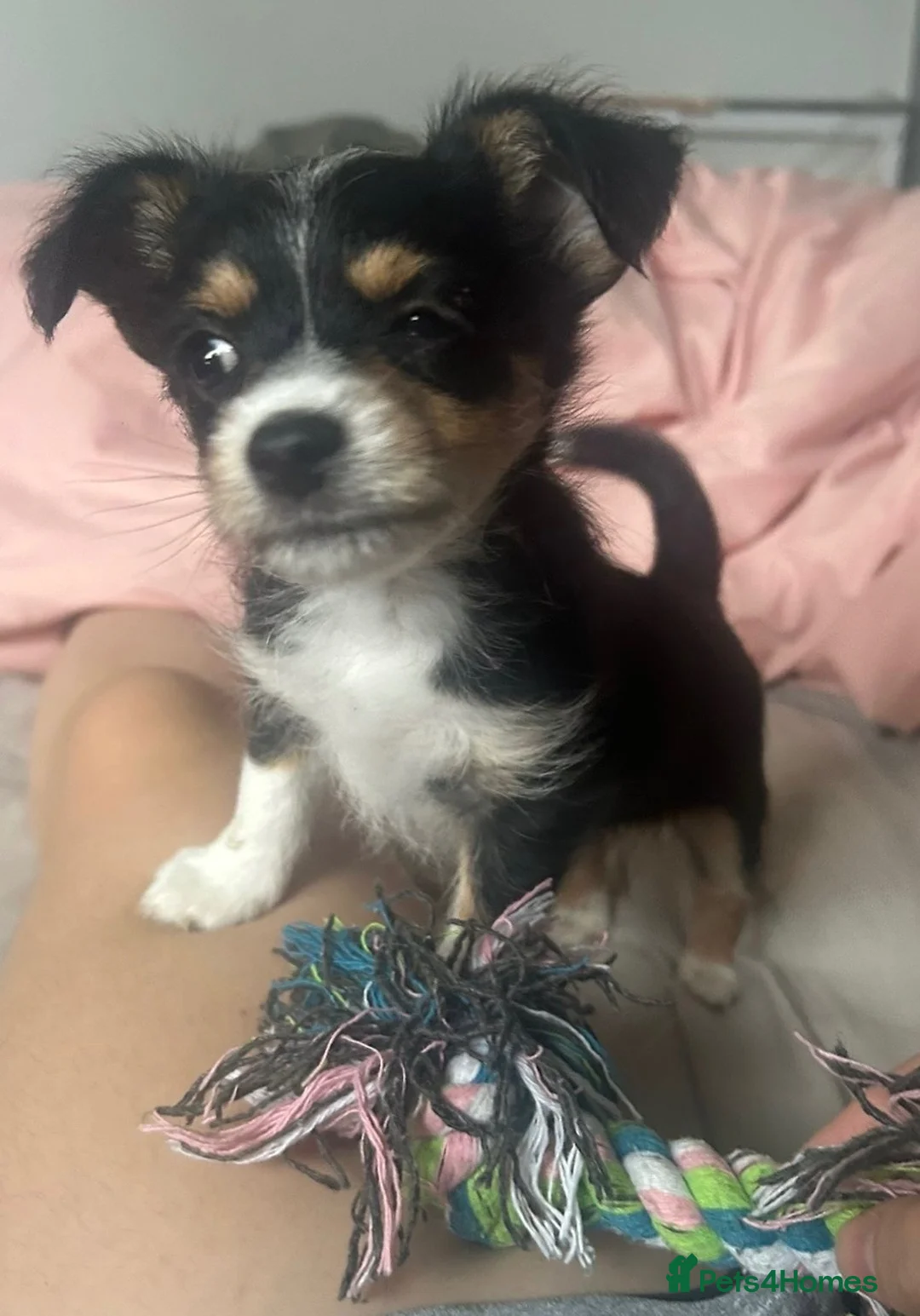 Jack Russell dogs for sale: Little boy jack  in Leicester - Advert 4