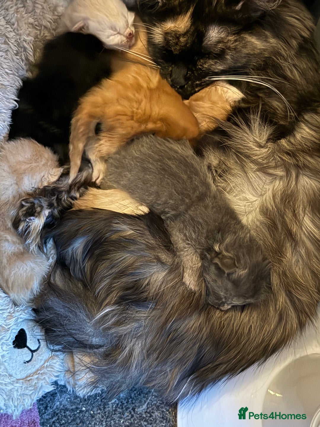 Maine Coon cats for sale: 3/4 Main Coon cross 1/4 British Shorthair - Image 3