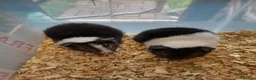 Guinea Pig rodents for sale: A pair of baby Teddy boys  - Advert 1