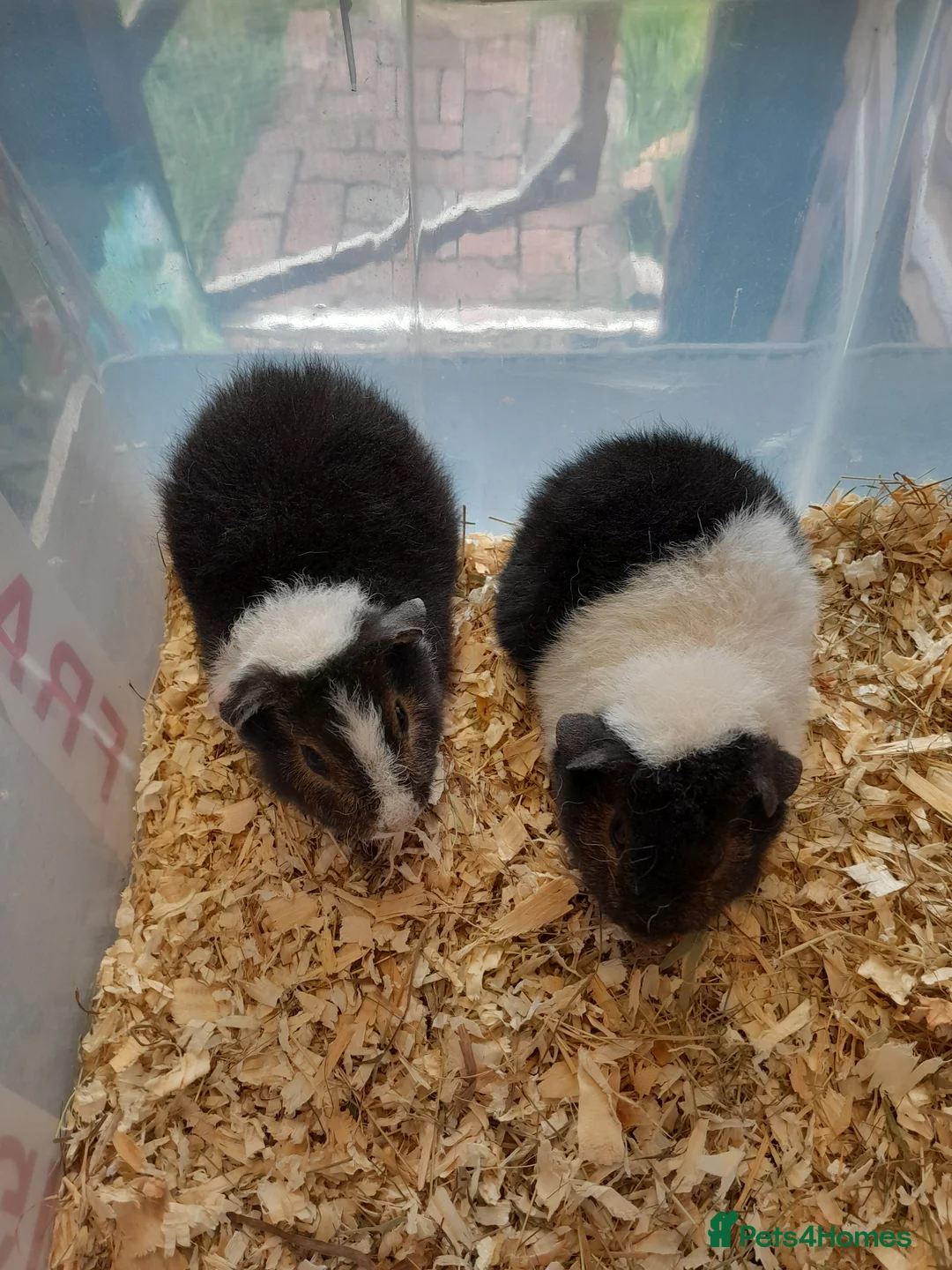 Guinea Pig rodents for sale: A pair of baby Teddy boys  - Advert 1