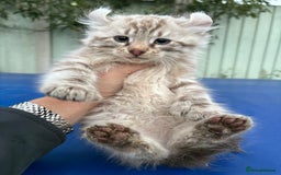 Savannah cats for sale: Super rare longhaired girl  - Advert 18