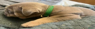 Puppy 3