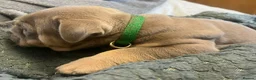 English Bulldog dogs for sale: Rare opportunity- grandpups of Burleybullz Nemesis - Advert 17