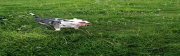 Mixed Breed dogs for adoption: ‼️ URGENT FOSTER NEEDED: LINA in Burton-on-Trent - Advert 12