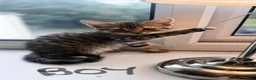 Domestic Shorthair cats for sale: Domestic Shorthair Tabby - Advert 9