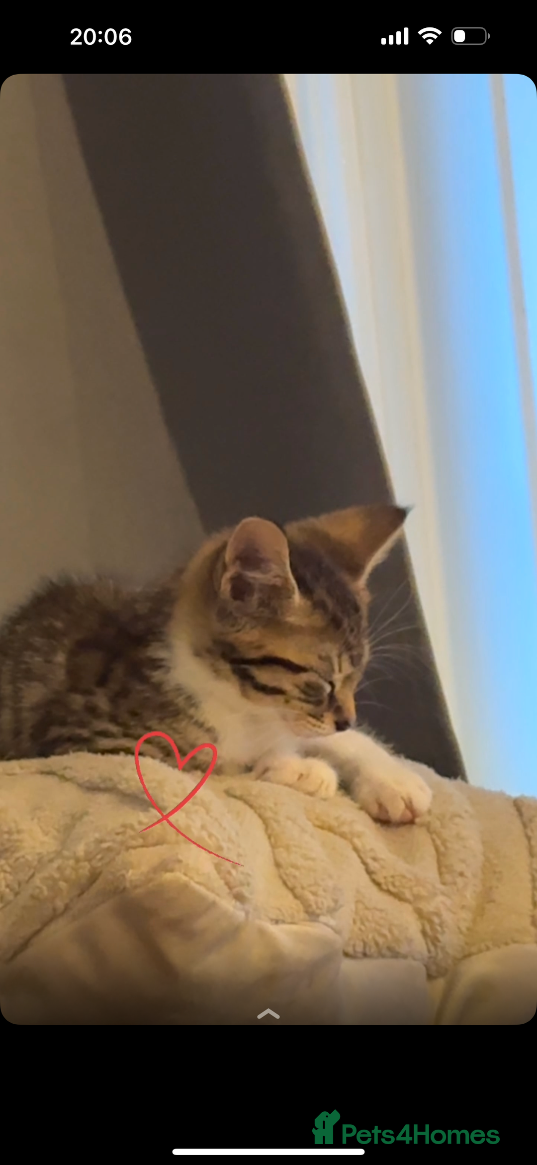 Bengal cats for sale:  ྀིྀི female bengal kitten  - Image 1