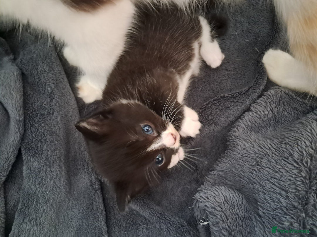 Mixed Breed cats for sale: 3 beautiful black and white kittens  - Image 4