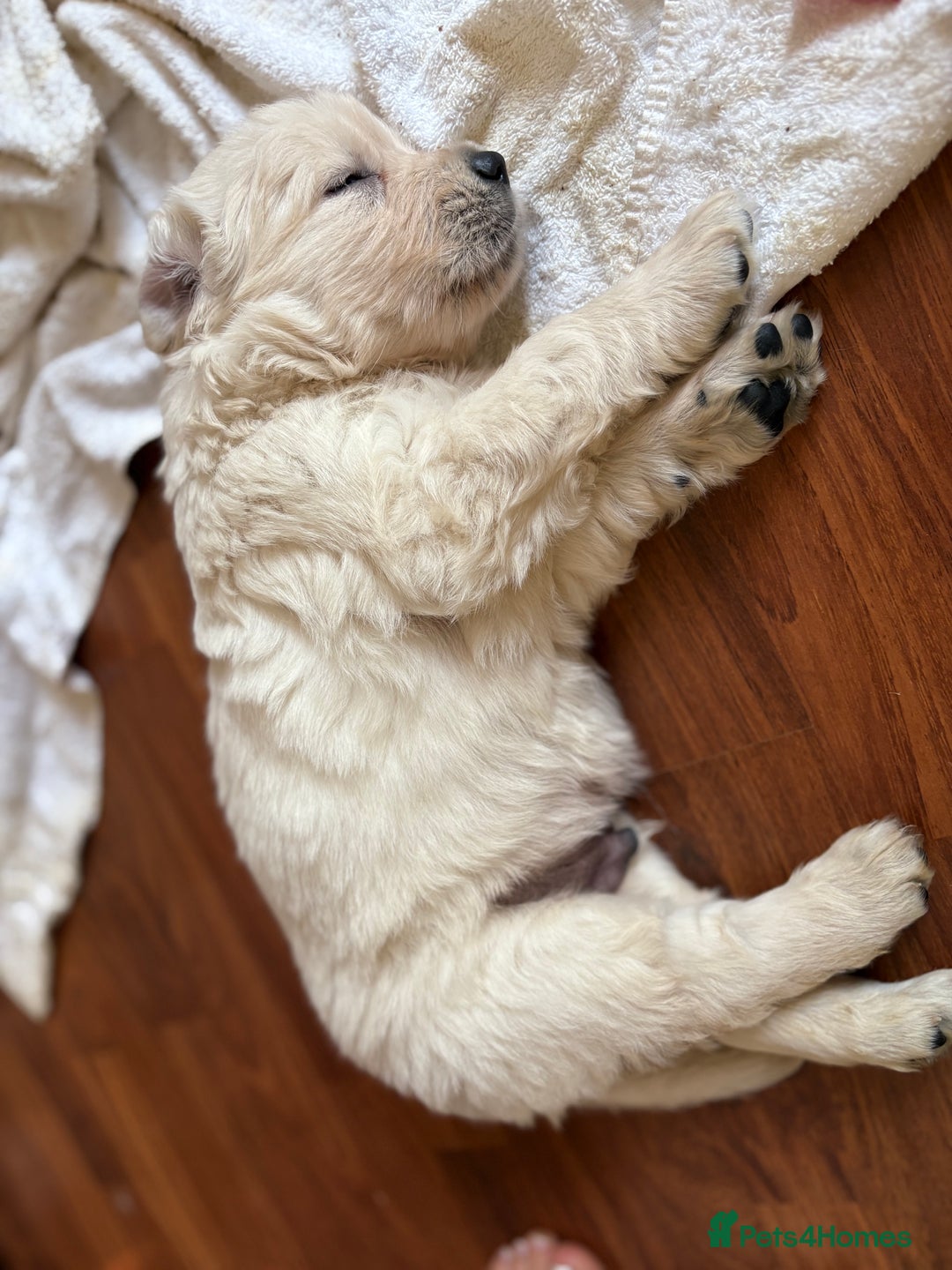 Golden Retriever dogs for sale: Golden Retriever Puppies  - Advert 5