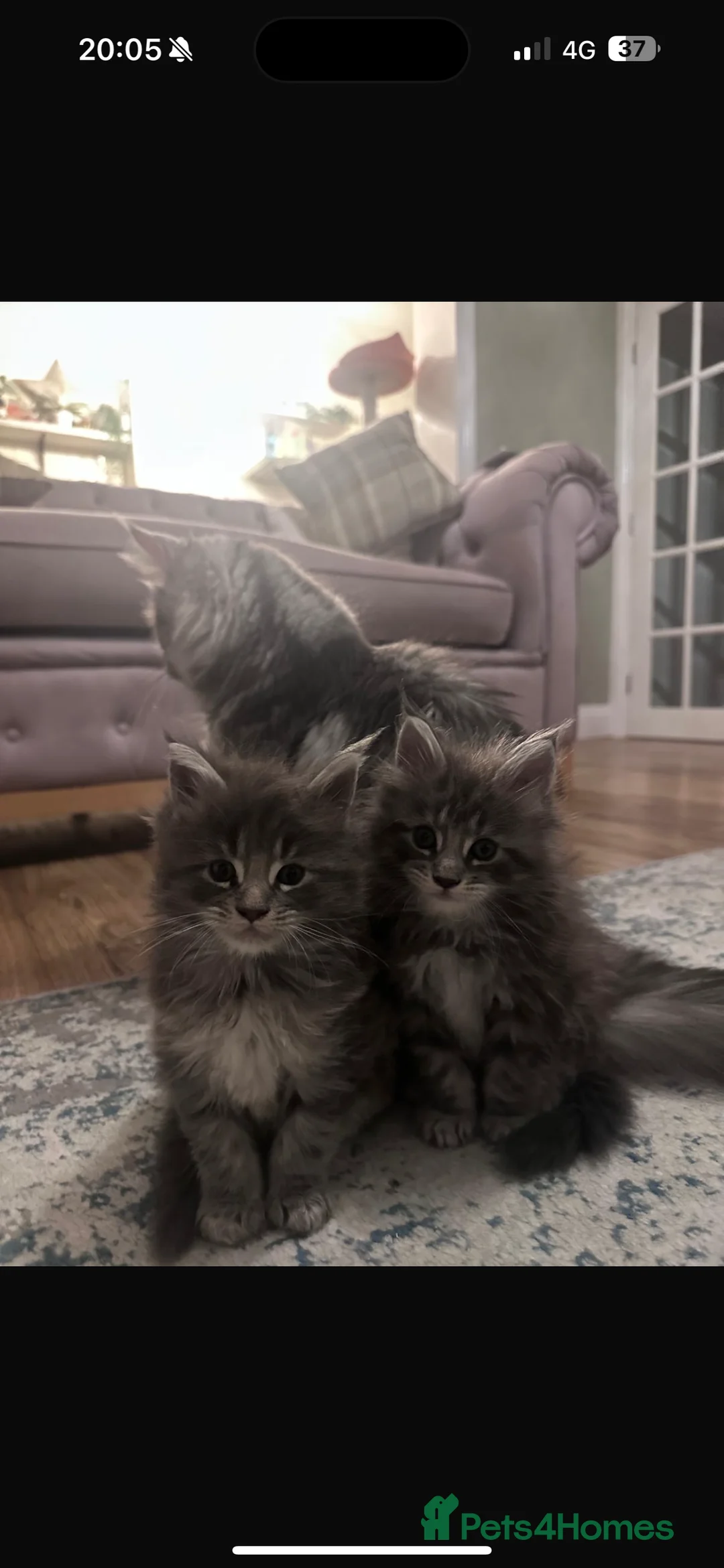 Maine Coon cats for sale: Maine Coon TICA registered✨ - Advert 11