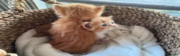 Ragdoll cats for sale: Flame point Ragdoll Mix - Advert 7