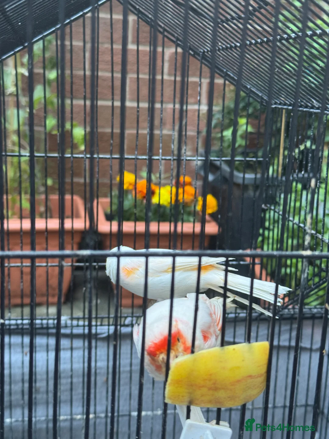 Canaries birds for sale: White canaries with cage in Belfast - Advert 6