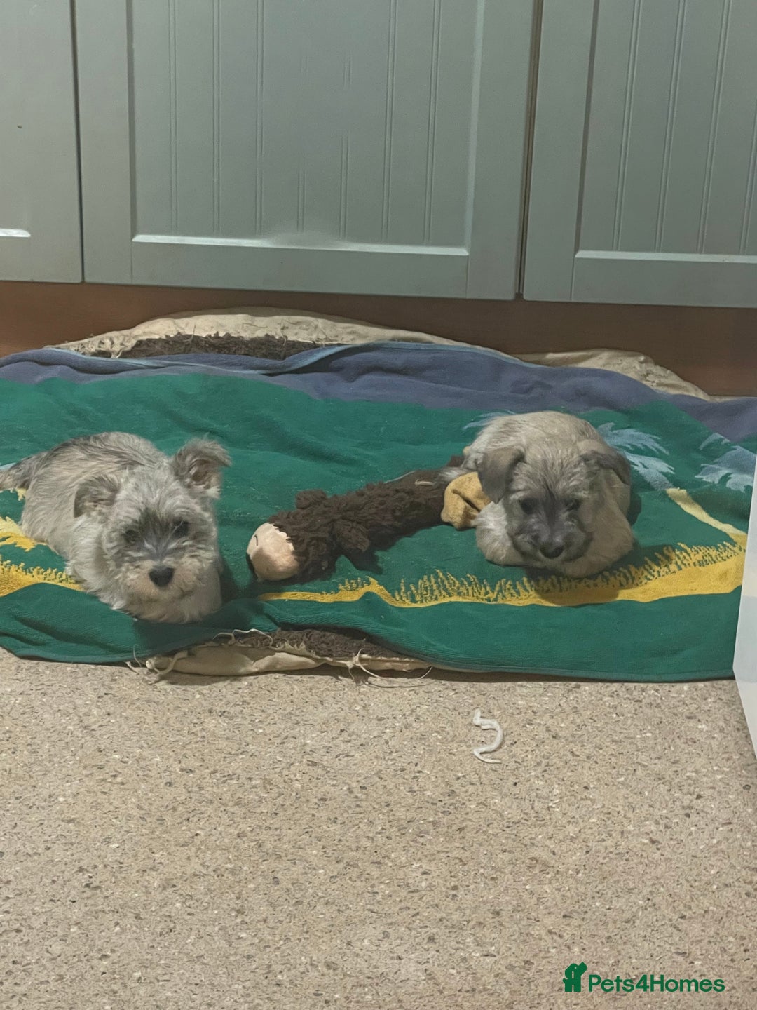 Mixed Breed dogs for sale: Adorable wauzer puppies for sale  - Image 5