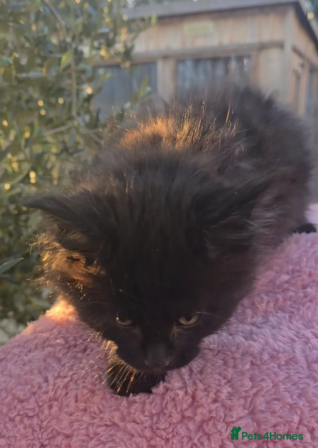 Maine Coon cats for sale: ONE LOVELY MAINE COON GIRL AVAILABLE. - Advert 1