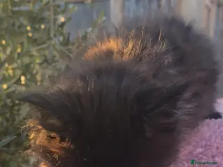 Maine Coon cats ONE LOVELY MAINE COON GIRL AVAILABLE. - Advert 5