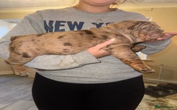 English Bulldog dogs for sale: Bettie & 007 babies short compact   - Image 30