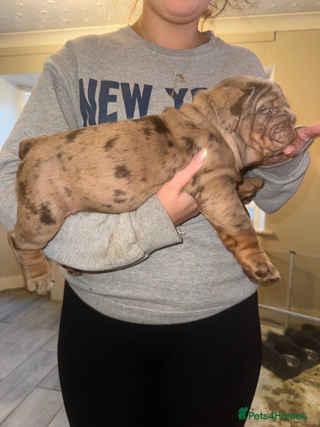 English Bulldog dogs for sale: Bettie & 007 babies short compact   - Image 30