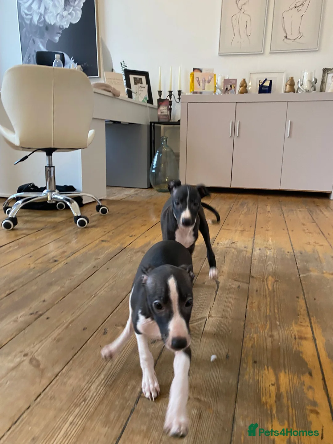 Italian Greyhound dogs for sale: 2 beautiful boy Iggys looking for their new home - Advert 3