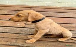 Labrador Retriever dogs for sale: Labrador Fox red  - Image 12