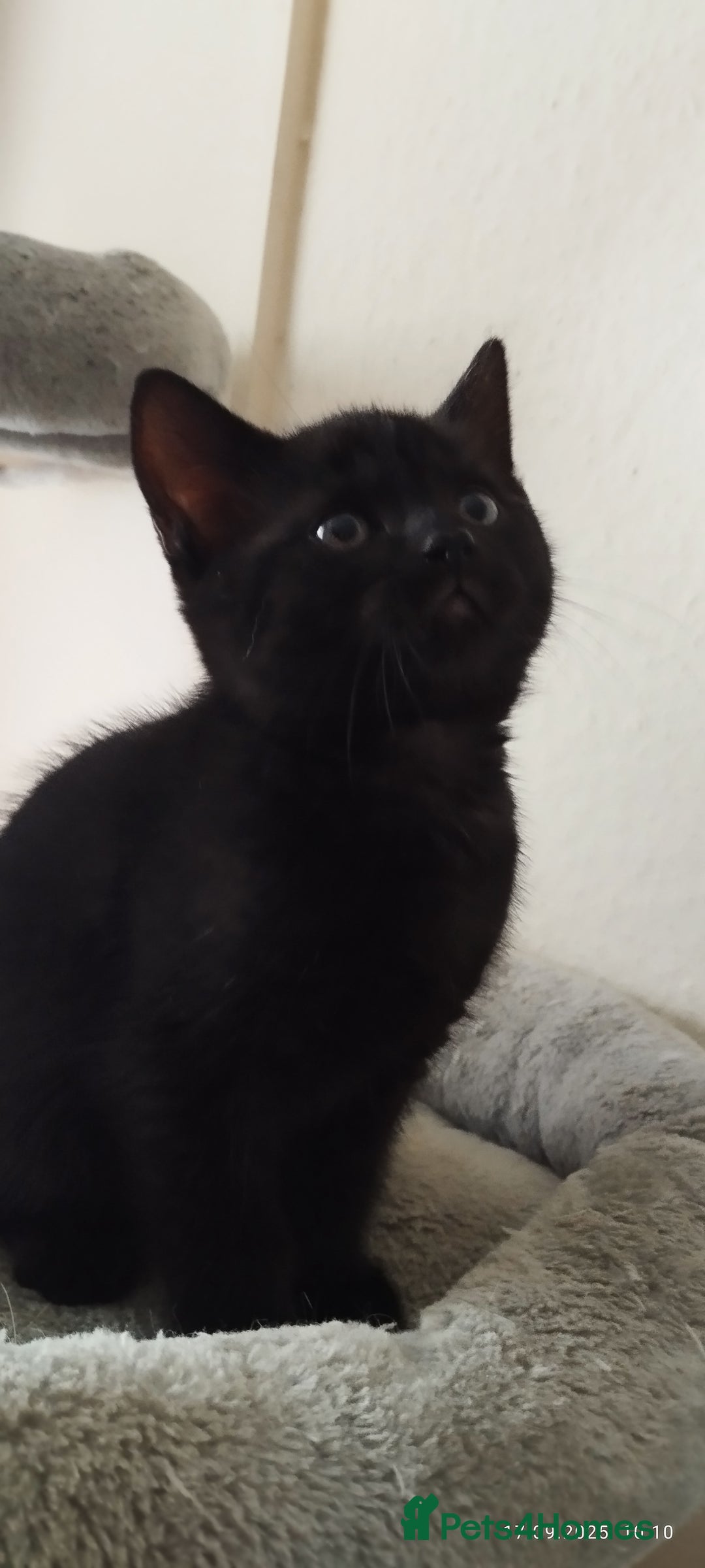 British Shorthair cats for sale: Rare Chocolate & Black Kittens – Ready Now 🐾 - Image 17