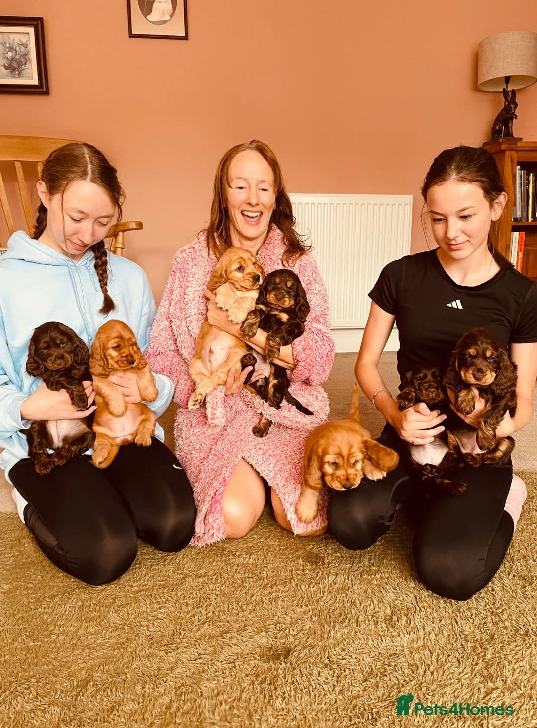 Cocker Spaniel dogs for sale: Top Quality Show cocker pups - Advert 2