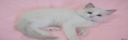 Ragdoll cats for sale: Beautiful Ragdolls  in Oldbury - Advert 33