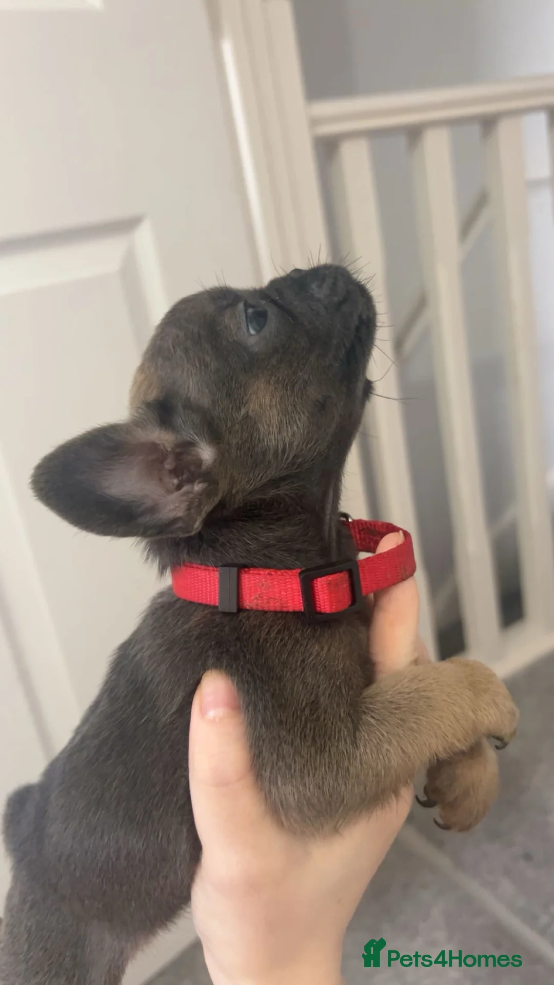 French Bulldog dogs for sale: FLUFFY PINK ISABELLA BLUE TAN KC REGISTERED  - Advert 11