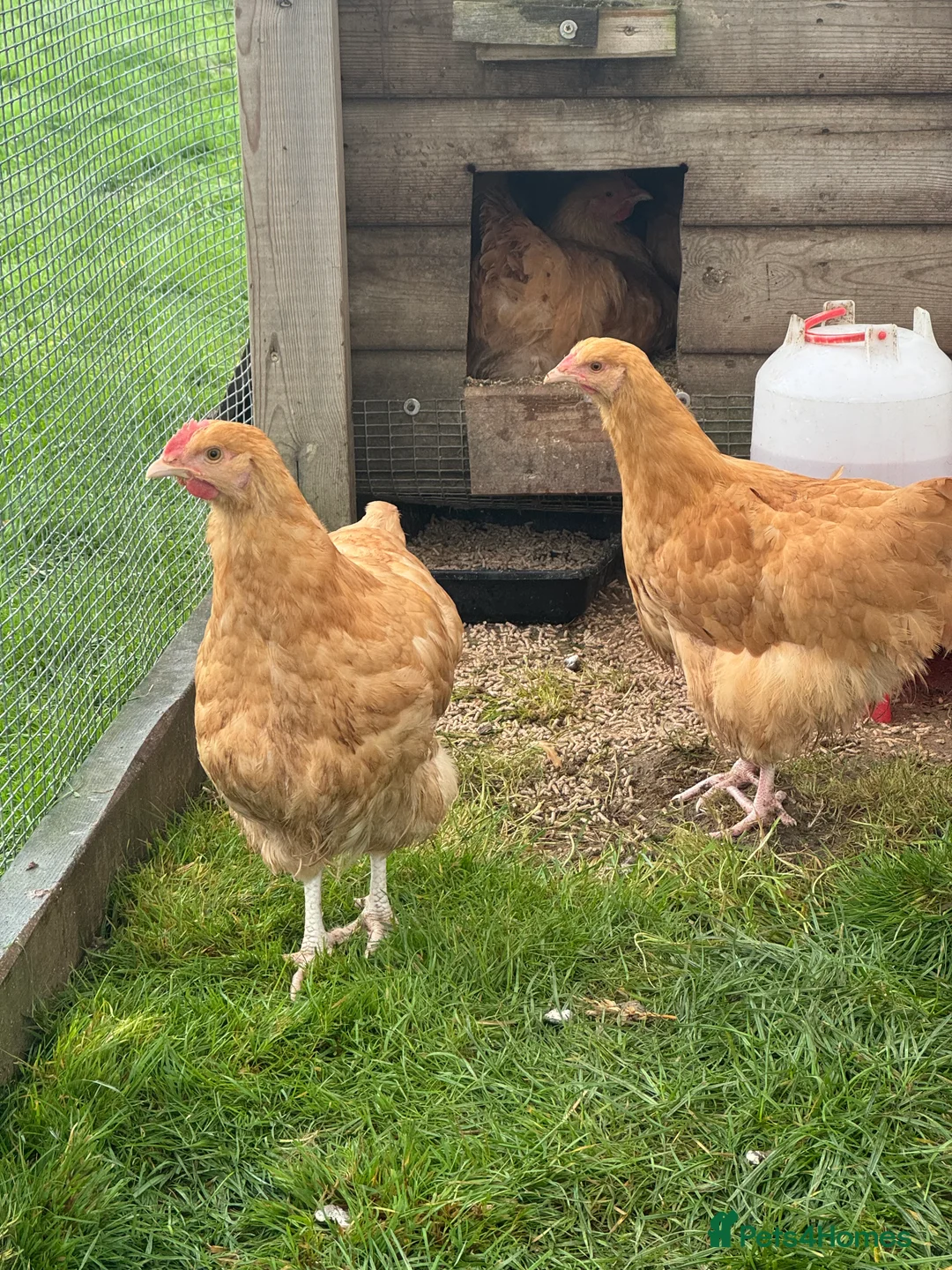Hens poultry for sale: Buff Orpington’s. Brown leghorns.  cream legbars  - Advert 2