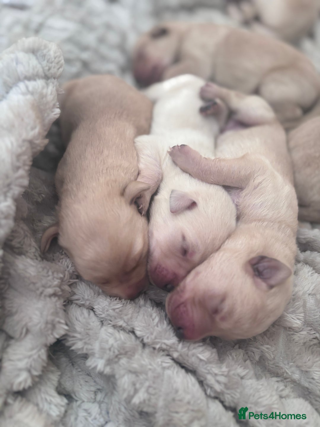 Mixed Breed dogs for sale: Beautiful litter of golden labradoodles - Image 8