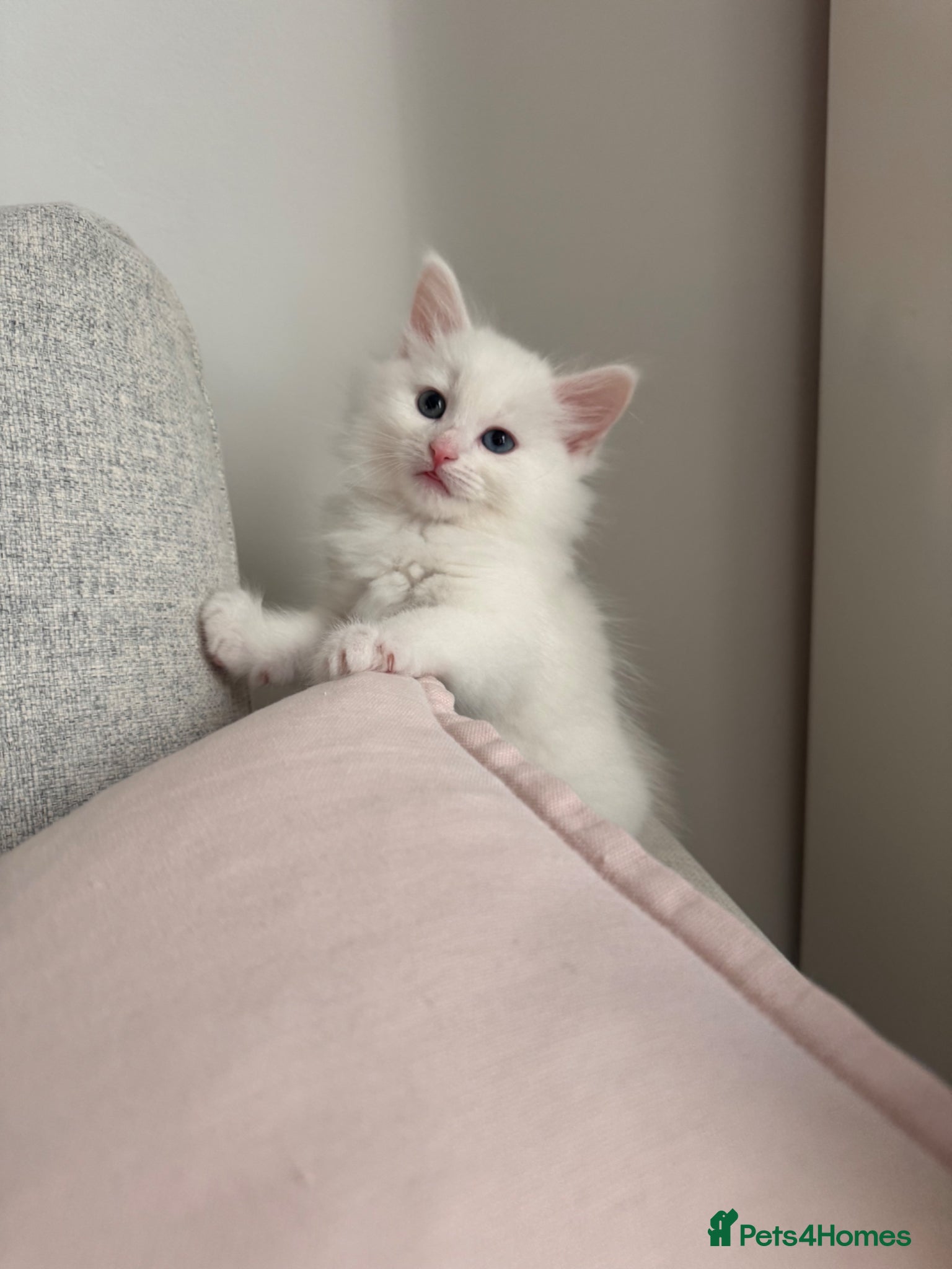 Siberian cats for sale: 🐾 Adorable Siberian Kittens  - Advert 11