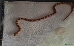 Snake reptiles for sale: variety of babys  - Image 6