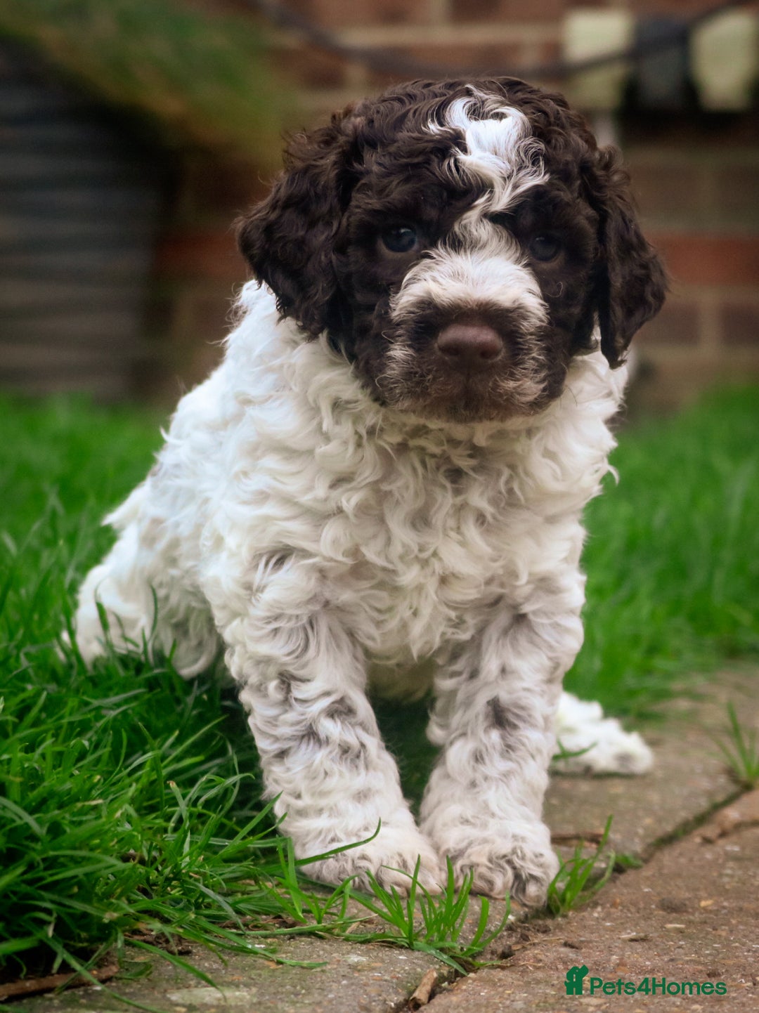 Lagotto Romagnolo dogs for sale: *READY NOW*10 WKS OLD* KC Reg Full Health Tested - Advert 16