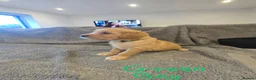 Golden Retriever dogs for sale: Puppies  - Advert 8