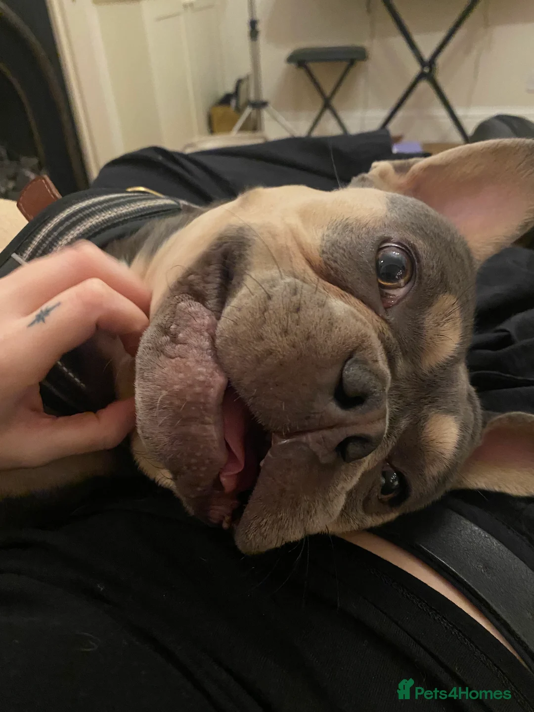 French Bulldog dogs for sale: Benny- blue and tan French bulldog boy   - Advert 1