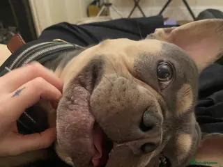 French Bulldog dogs Beautiful blue and tan French bulldog boy. in London - Advert 4