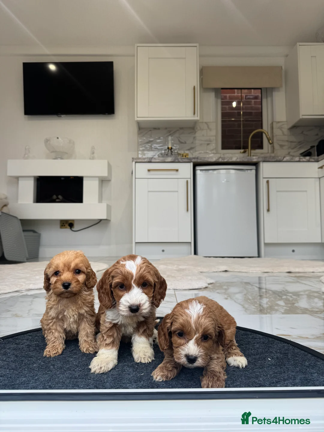 Cockapoo dogs for sale: F1 pra clear Cockapoos (council licensed breeder) - Advert 2