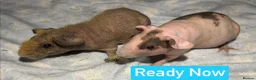 Guinea Pig rodents for sale: Skinny and Hairy Guinea Pig Boars  - Advert 4