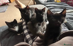 Mixed Breed cats for sale: Two male kittens  - Image 2