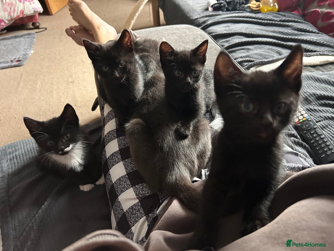 Mixed Breed cats for sale: Two male kittens  - Image 2