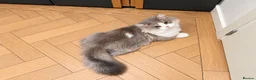 Napoleon cats for sale: Purebred Silver & White Short-Legged Minuet Girl  - Advert 3