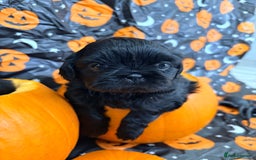 Shih Tzu dogs for sale: Shih tzu puppies for sale  - Image 4