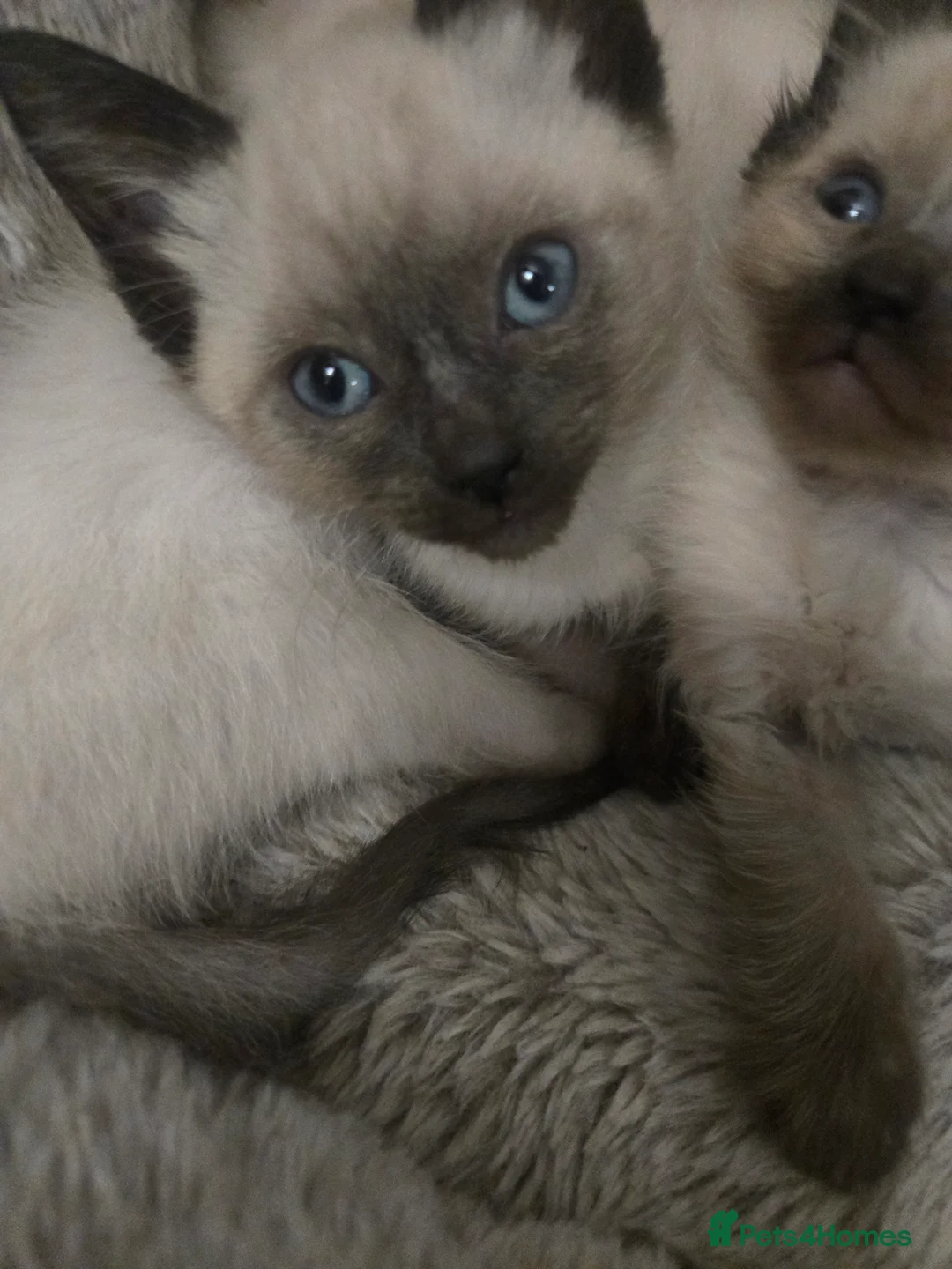 Mixed Breed cats for sale: Ready for new slaves beautiful sphynx babies. - Advert 7