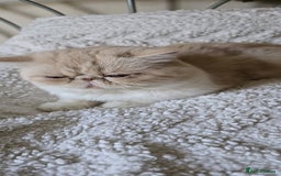 Persian cats for sale: Two beautiful MALE kittens 🐈‍⬛ 🐈‍⬛  - Image 2