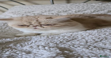 Persian cats - Advert 5