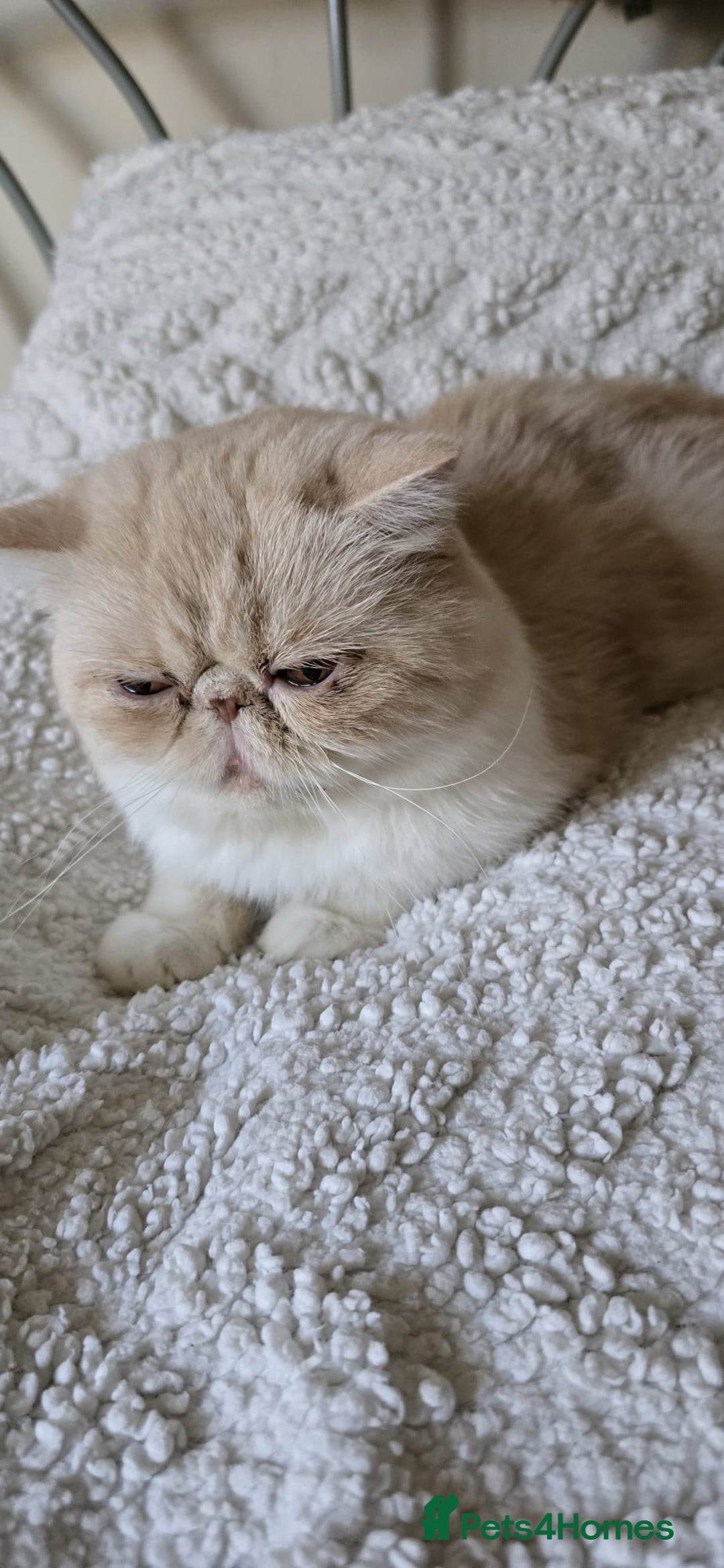Persian cats for sale: Two beautiful MALE kittens 🐈‍⬛ 🐈‍⬛  - Image 2