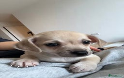 Mixed Breed dogs for sale: Adorable chihuahua cross shih tzu puppy male - Image 3